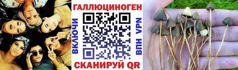 Галлюциногенные грибы мухоморы  сколько стоит  Щигры 